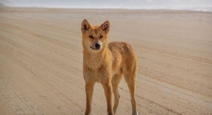 Polémica en Australia por lo que hicieron con el líder de una manada de dingos