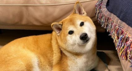 Las redes lloran la pérdida de Cheems, el can que conquistó la Internet