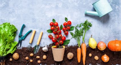 Huerta en casa: 5 hortalizas que puedes sembrar en primavera