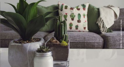 6 razones por las que debes tener un cactus en tu hogar