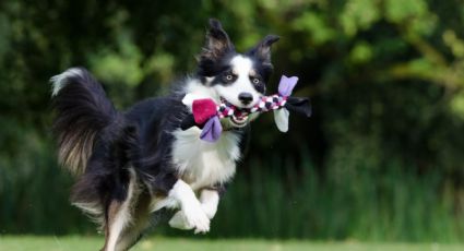 Descubre cuáles son las 3 razas de perros más inteligentes