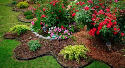 Jardinería: esta es la planta que funciona como repelente natural