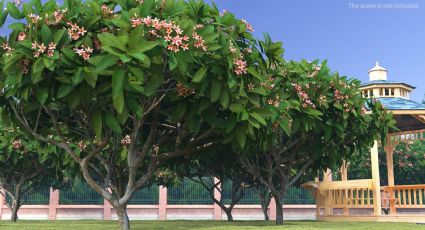 El árbol tropical perfecto para incluir en tu jardín durante este verano