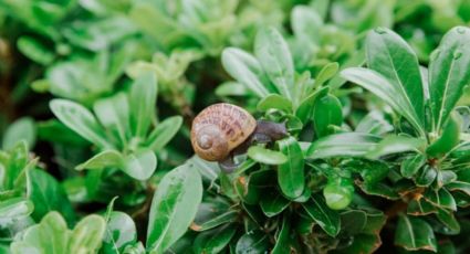 Consejos naturales para combatir a los caracoles en tu jardín