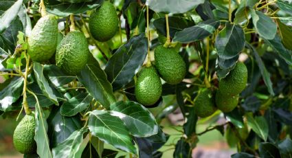 Conoce la fruta que aumenta el rendimiento de tu cerebro