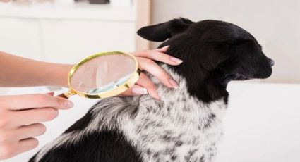 Cómo eliminar de una vez y para siempre las pulgas en perros: una receta natural