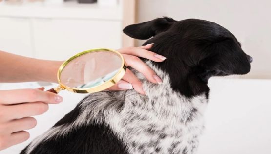 Cómo eliminar de una vez y para siempre las pulgas en perros: una receta natural