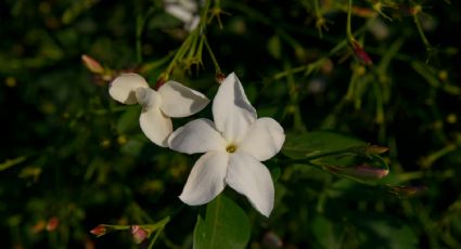 Así es como puedes hacer crecer tus jazmines y perfumar tu jardín