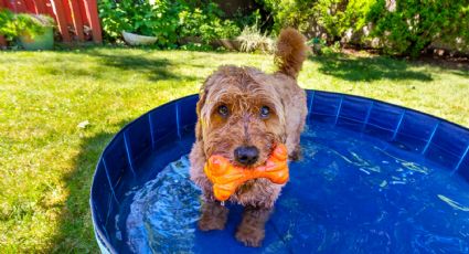 Consejos para cuidar a las mascotas con las altas temperaturas del verano