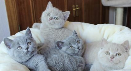 3 razas de gatos que son ideales para un departamento pequeño