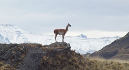 Lanzan plan integral para mitigar atropellos de fauna silvestre de Chiloé