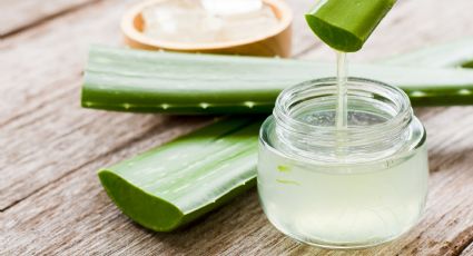 Aloe vera: así son los beneficios medicinales que tiene su poderoso gel