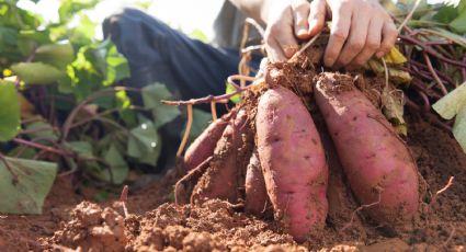 Batata: propiedades, beneficios y porque es una gran aliada para nuestro corazón