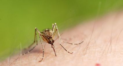 Los mosquitos: ¿Por qué algunos nos prefieren más que a otros?