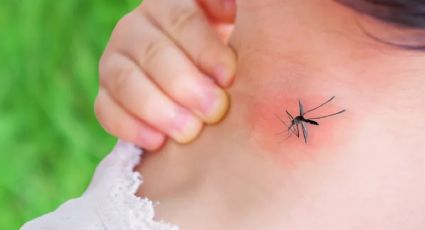 Dengue en el país: confirman un nuevo caso en la comuna de Hualañé