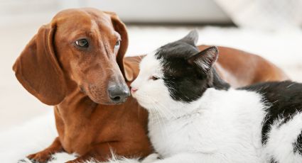 Los beneficios de los perros y gatos para nuestra salud mental