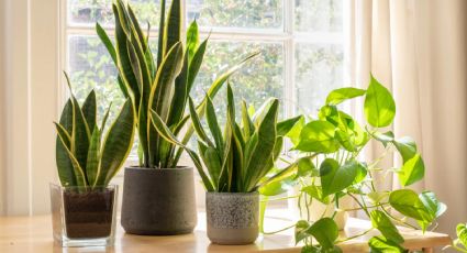 Las tres plantas que no pueden faltar en tu hogar para atraer el bienestar en tu familia