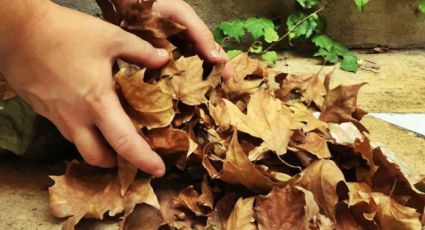 ¡No tires las hojas secas a la basura! Mejora la salud de tus plantas con este consejo