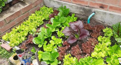 Plantas hogareñas para la salud: ¿Sabías que este vegetal te ayuda con la pérdida de peso?