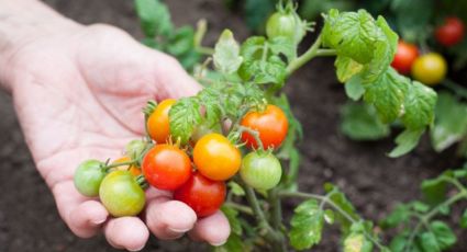 Esta es la forma más fácil para cultivar tomate cherry en tu hogar