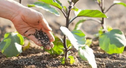 Haz este abono japonés efectivo y económico para tus plantas