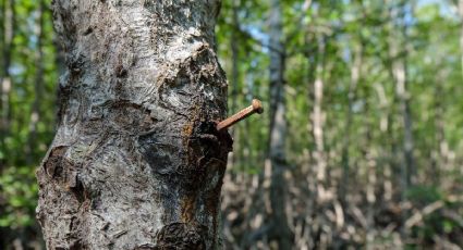 Cómo los clavos oxidados pueden ayudar a la floración de tus árboles frutales