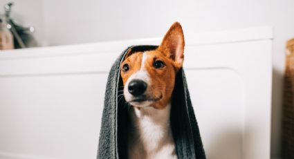 Mitos y verdades a la hora de bañar a las mascotas