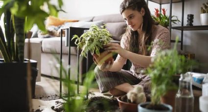 Cómo cambiar el rostro del hogar con plantas que no requieren de muchos cuidados