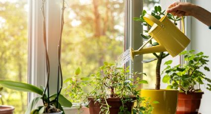 ¡Mucha atención! Esta es la forma de regar tus plantas para protegerlas del frío