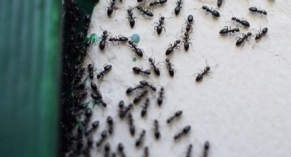 Remedios naturales para ahuyentar a las hormigas de la casa