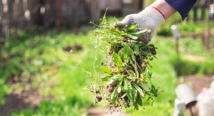 Así se usa el vinagre para eliminar las malas hierbas de tu jardín