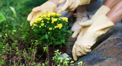 Cuidado de las plantas: este alimento es ideal para dejar tu jardín hermoso