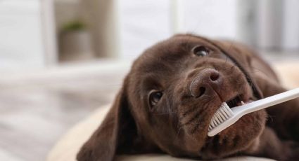 El método definitivo para limpiar los dientes de tus mascotas