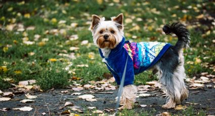 Cuáles son las mascotas que no necesitan usar abrigo durante el invierno