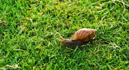 ¿Caracoles en tu jardín? Esta bebida tan común cuidará tus plantas de forma eficaz