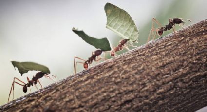 Dile adiós a la invasión de hormigas en tus árboles: el sencillo truco para erradicar estos insectos