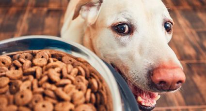 Prepara un snack casero y saludable para tu perro con pocos ingredientes