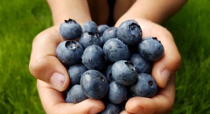 Los arándanos son el alimento ideal para cuidar la memoria