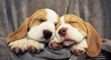¿Qué hacemos si nuestras mascotas respiran rápido al dormir?
