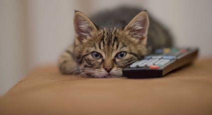 El gato está con estrés ¿Qué se puede hacer?