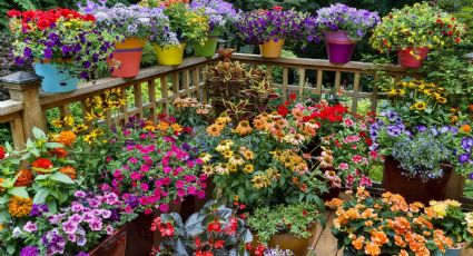 Cuidado de las plantas: dile adiós a las plagas con esta fórmula casera infaliable