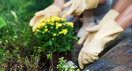 Estas son las plantas que brindan flores durante todo el año