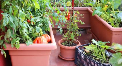 Estas son las cuatro verduras que podrás cultivar en tu casa en macetas y sin tanto espacio