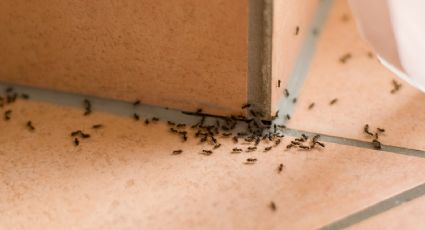 ¿Insectos en tu hogar? Con este truco casero no tendrás que preocuparte más por ellos