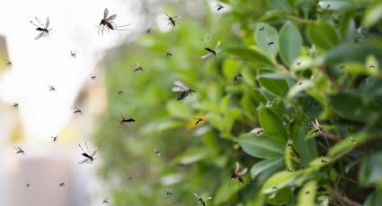 Dile adiós para siempre a los mosquitos: esta vela aromática casera es un potente repelente