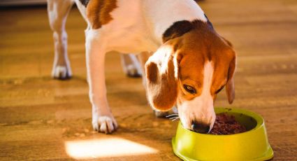 ¡Atención! Estos son los cinco alimentos que pueden ser fatales para los perros