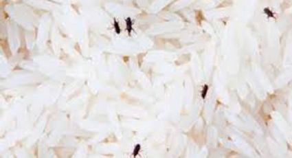 Descubre cómo eliminar los gorgojos del arroz