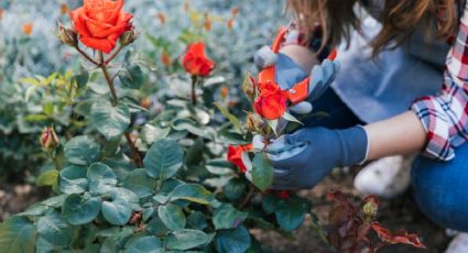 Cuándo y cómo podar las rosas para que se destaquen en el jardín