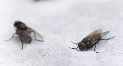 Estos son los métodos infalibles para ahuyentar las moscas de la casa