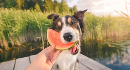 Las mascotas y las frutas: ¿cuáles pueden comer y cuáles no?